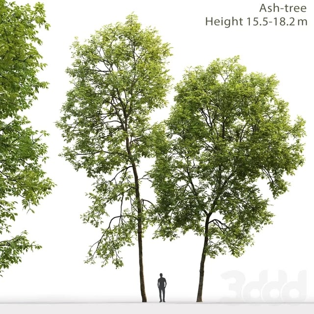 ash tree