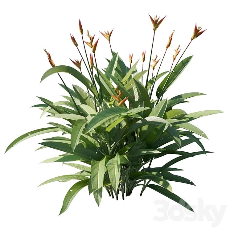 Heliconia psittacorum 02