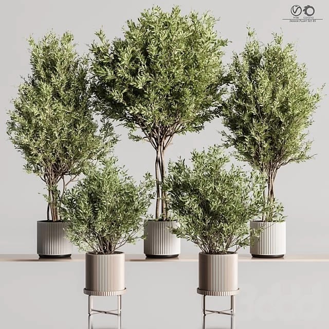Indoor_Plant_Set_85
