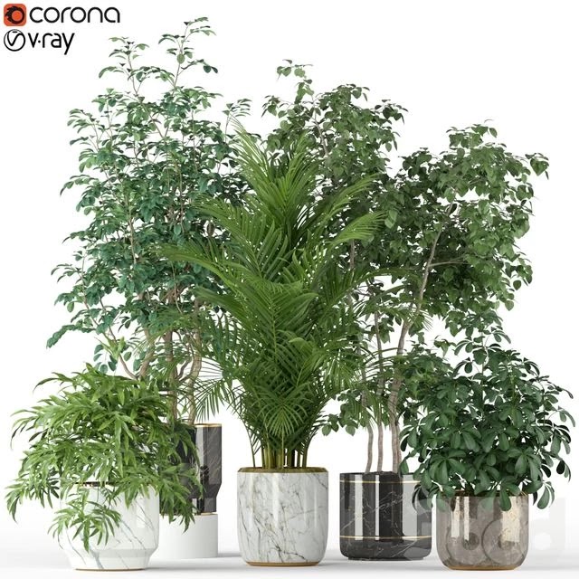 Plants collection 204