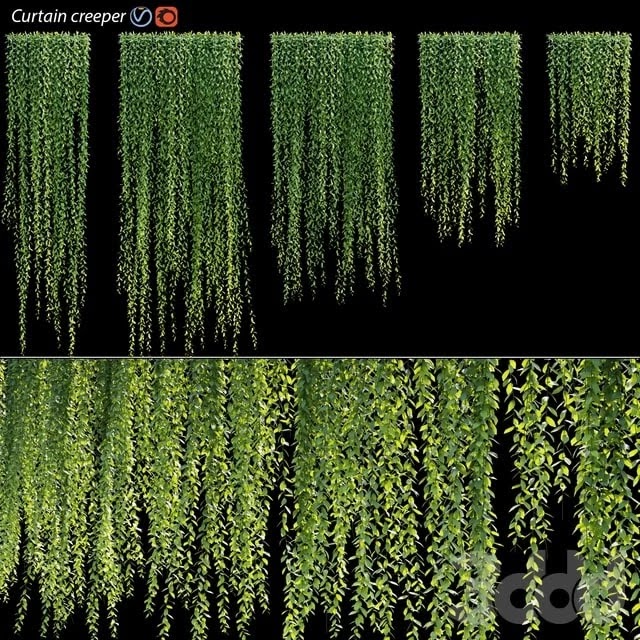 Vernonia Elliptica | Curtain creeper
