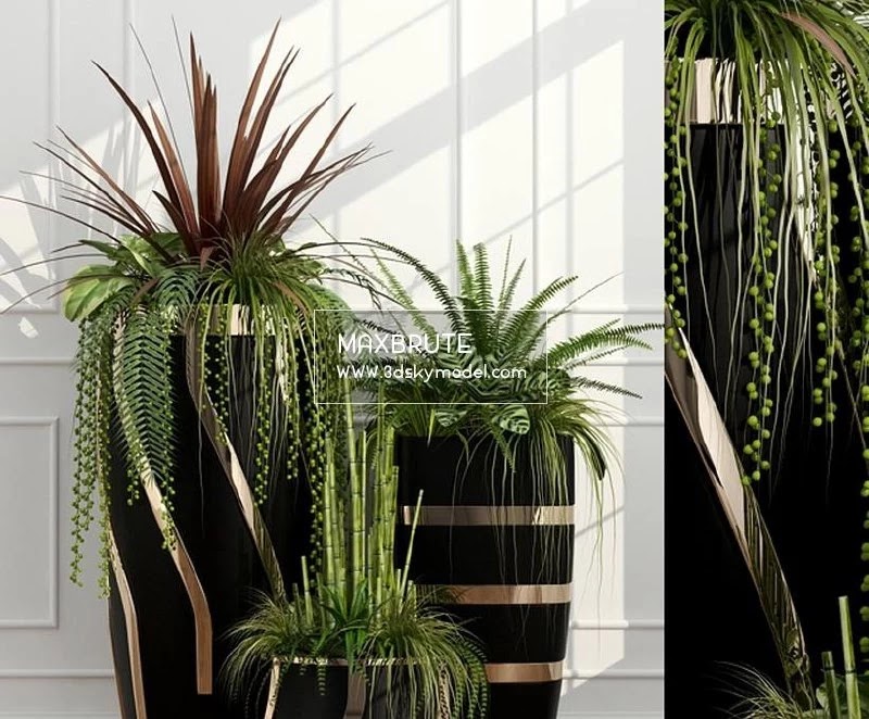 Room plants 15