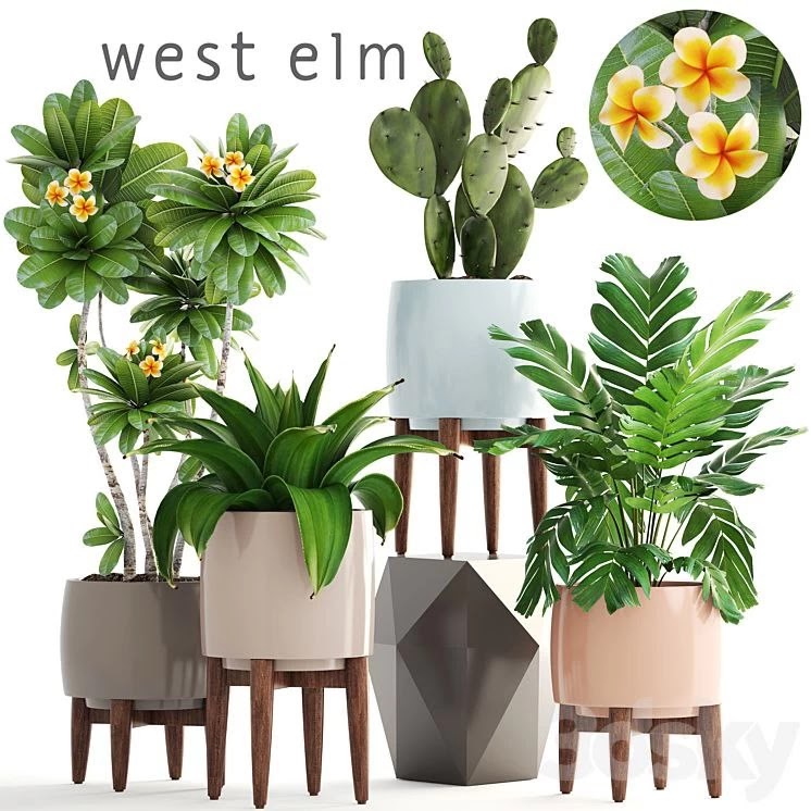 Collection of plants. frangipani, agave, palm, cactus, prickly pear, Hamedorea, palm, flower, pot
