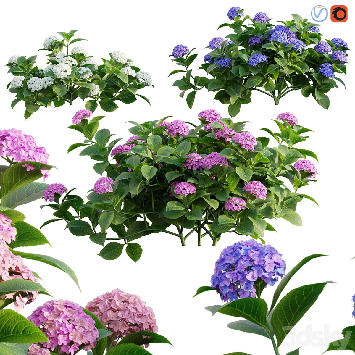 Hydrangea 02