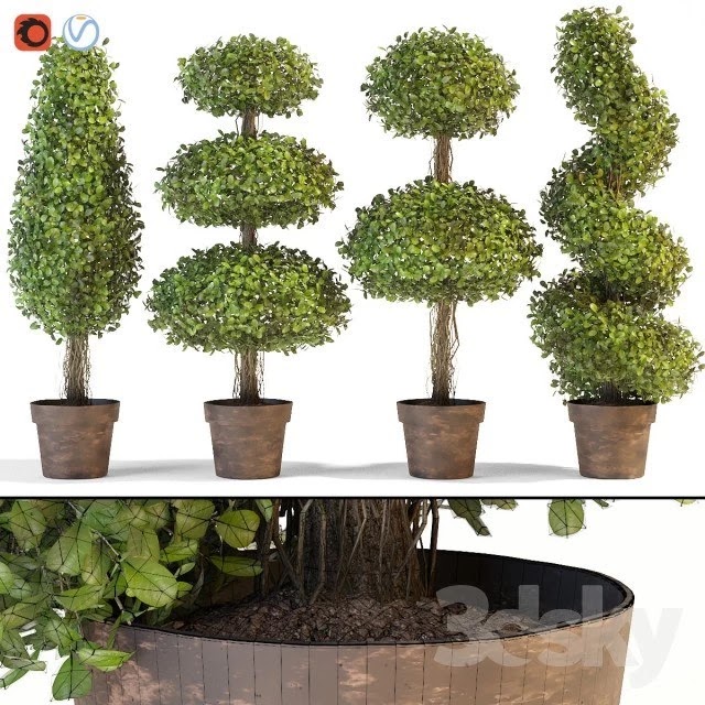 Plant Curve
