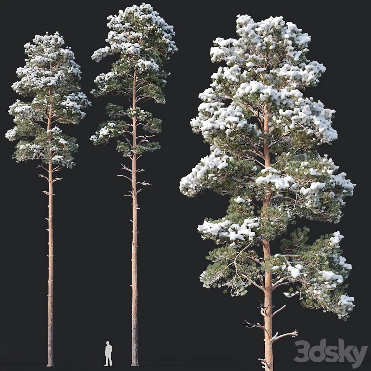 Pinus sylvestris # 8 H22-24m Two tree set