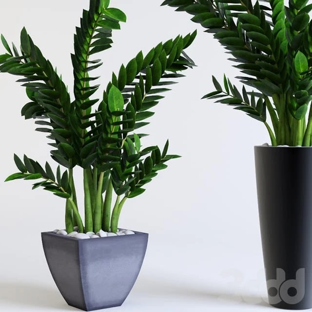 Zamioculcas Zamioculcas