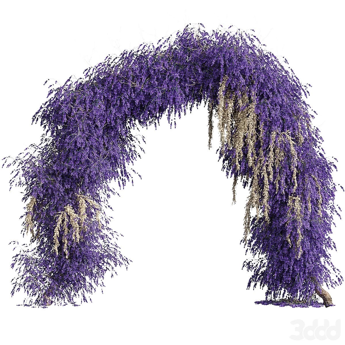 Arch of lavender flowers