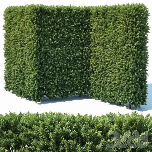 Taxus Baccata # 4 modular hedge 200cm