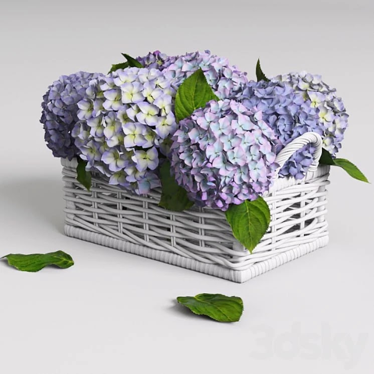 Hydrangea in basket