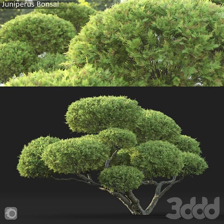 Bonsai