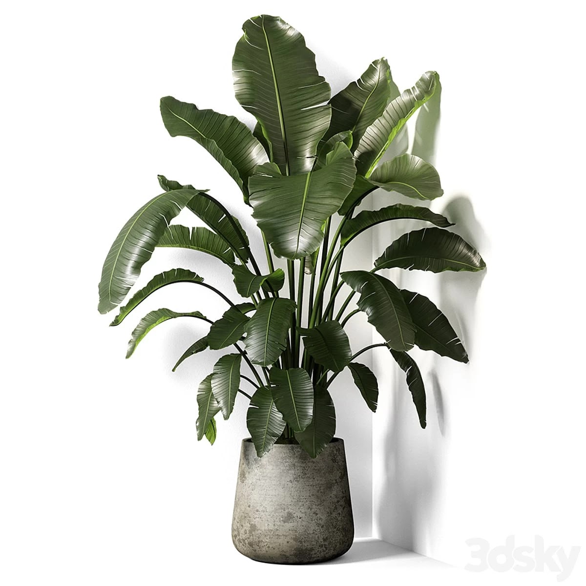 strelitzia plant 02