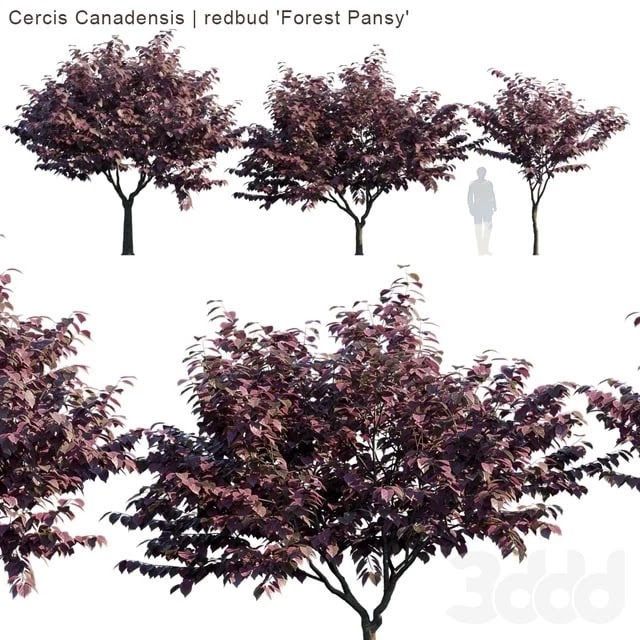 Cercis Canadensis | redbud "Forest Pansy"