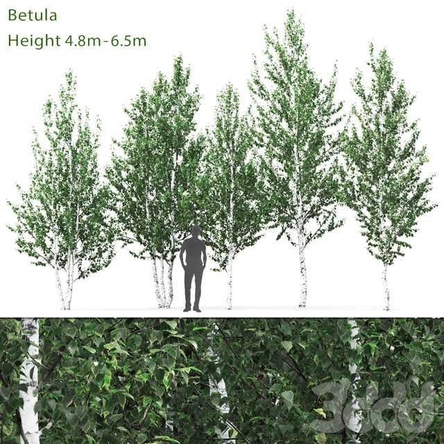 Birch