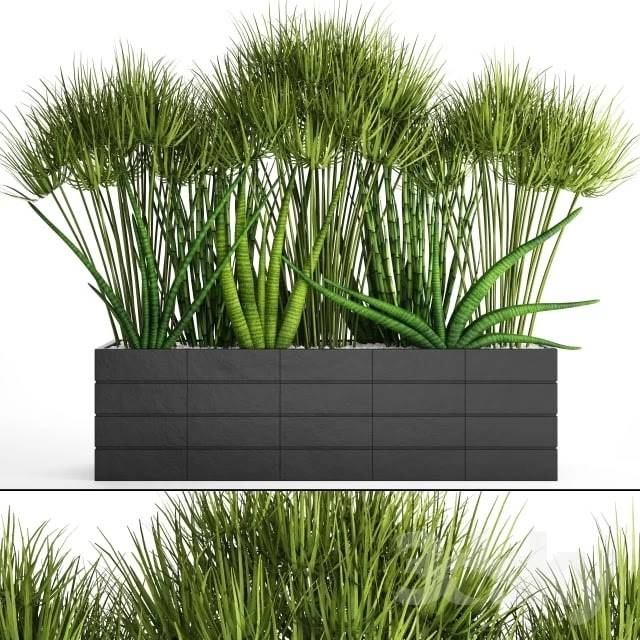 Flowerbed with plants