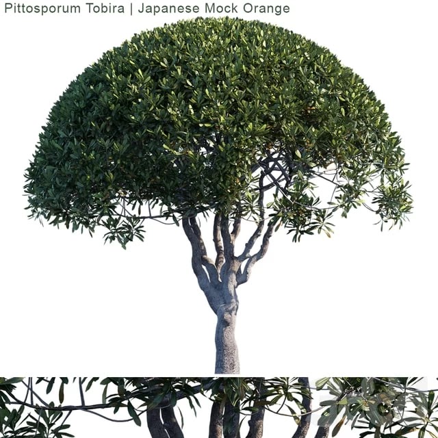 Pittosporum Tobira | Japanese Mock Orange