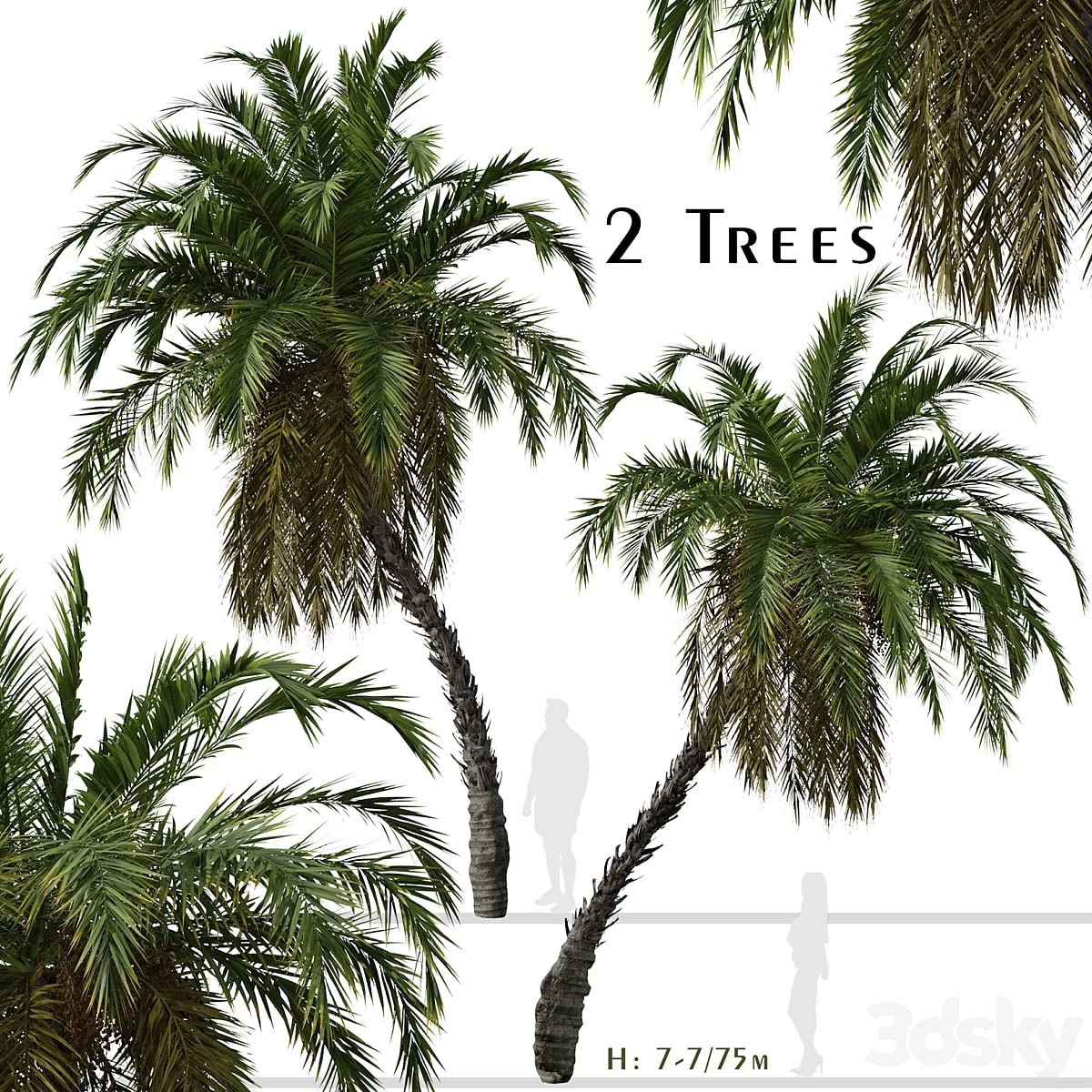 Set of Phoenix reclinata Trees (Senegal date palm) (2 Trees)