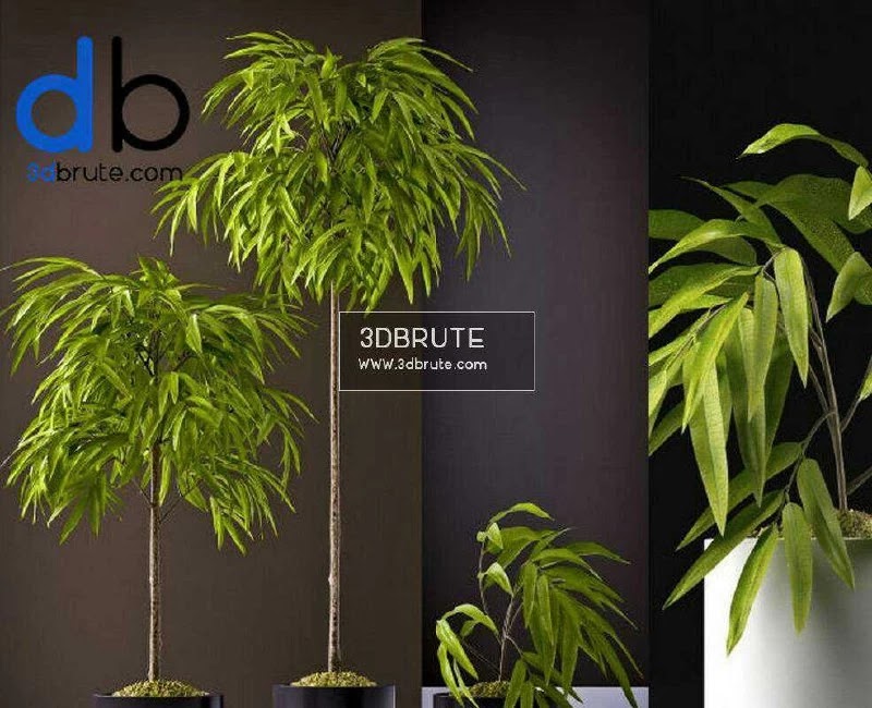 1619478508366 FICUS ALII PLANTS
