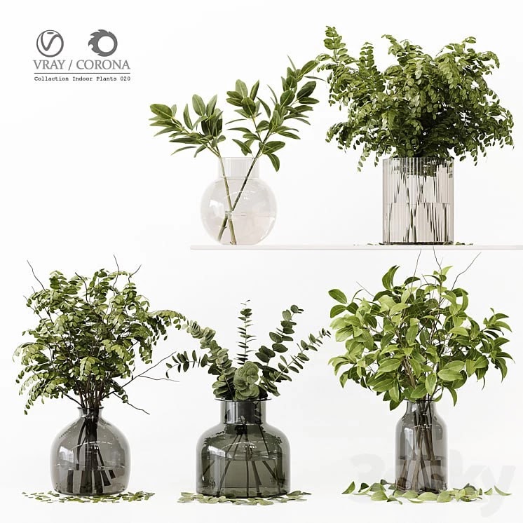 Collection Indoor Plants 020