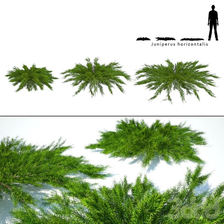Juniper horizontal | Juniperus horizontalis