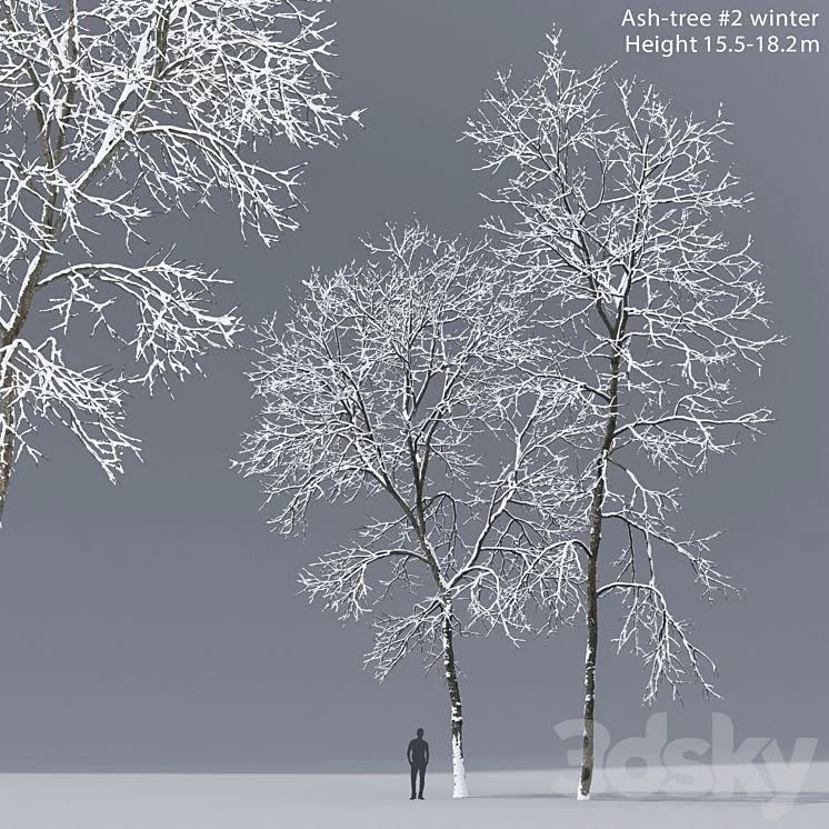 Winter Ash