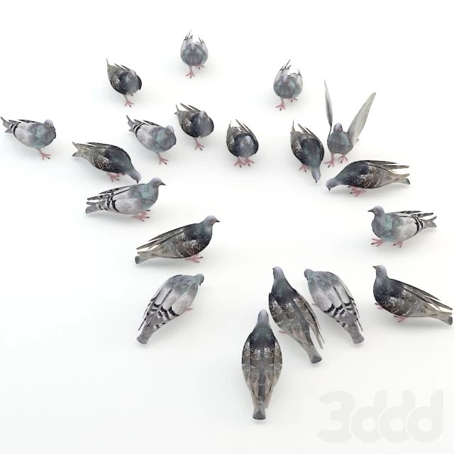 Pigeons