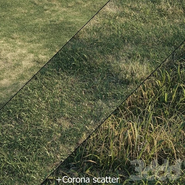 Spring meadow | grass