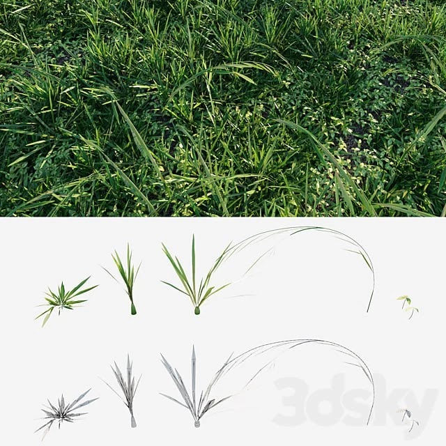 Meadow grass