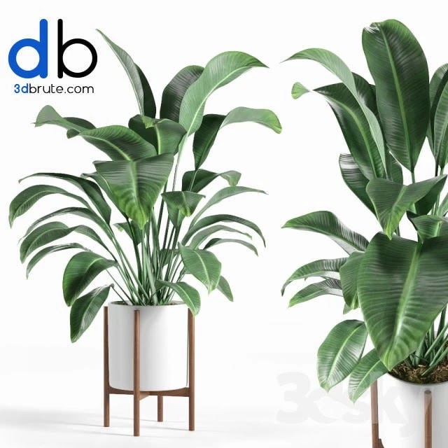 Pot plant