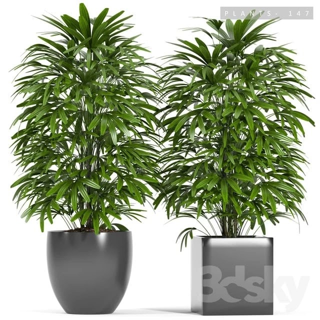 PLANTS 147