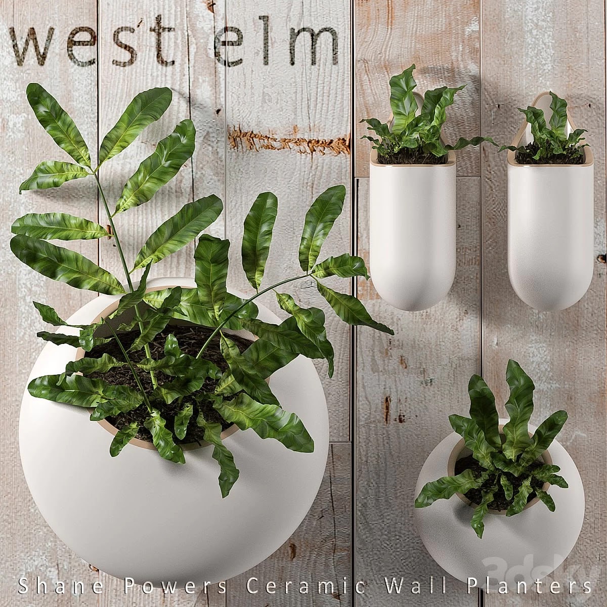 PLANTS 43
