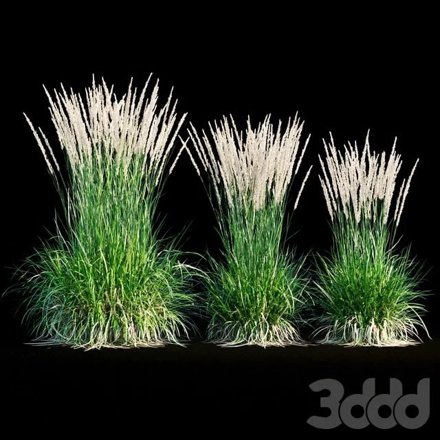 Feather reed grass