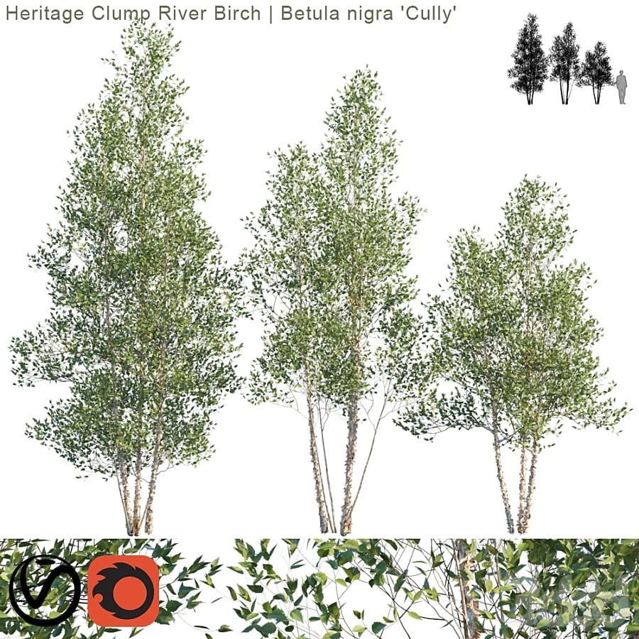 Heritage Clump River Birch | Betula nigra "Cully" # 2