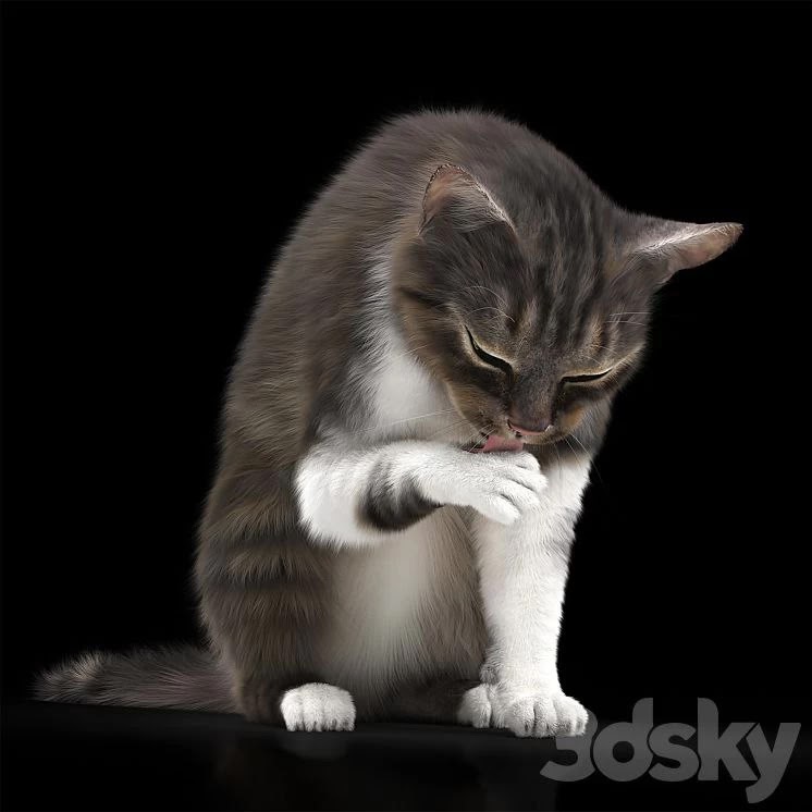 Cat 5