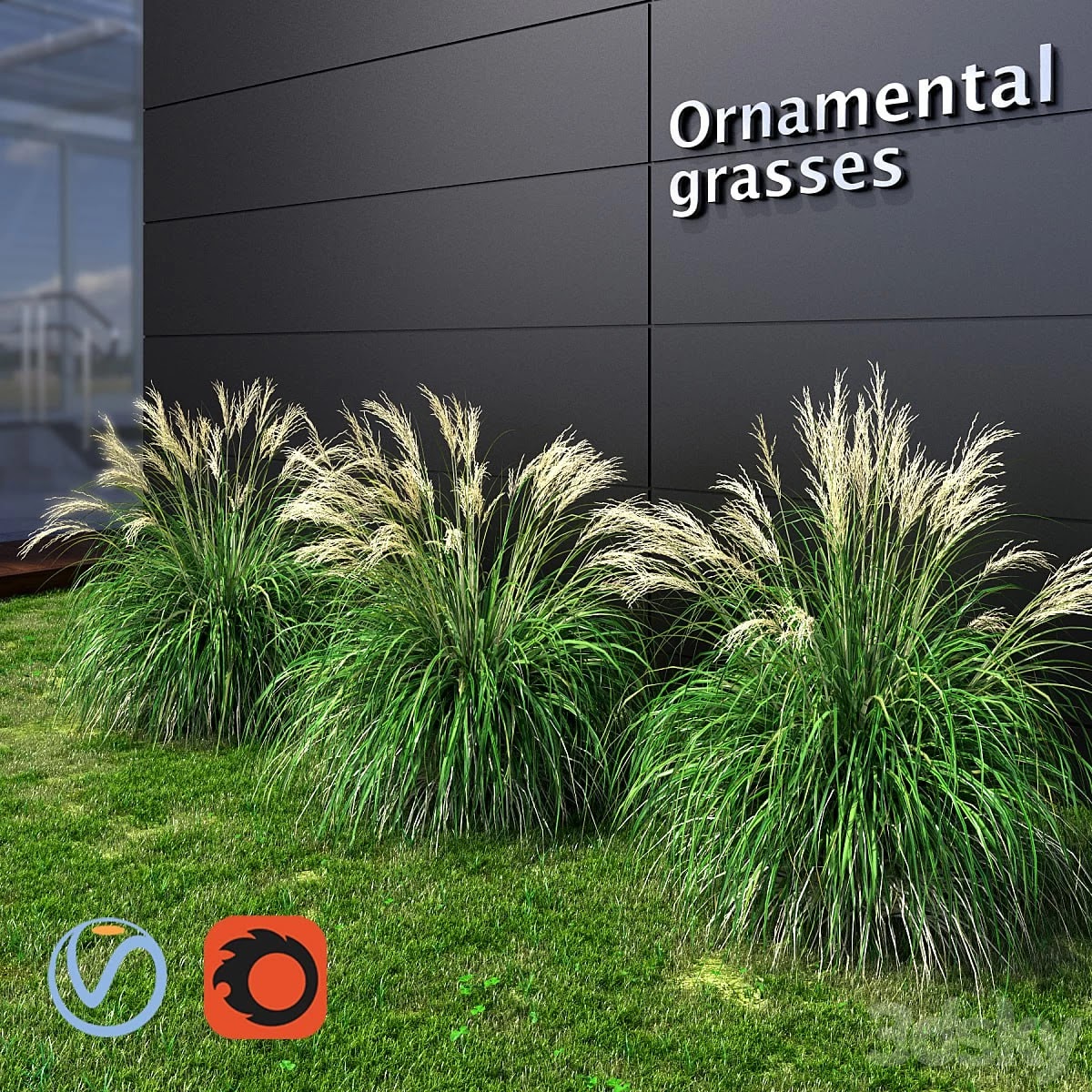 Ornamental grass Miscanthus small