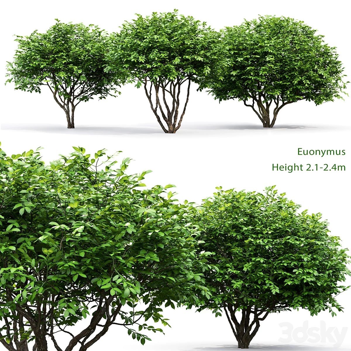Euonymus