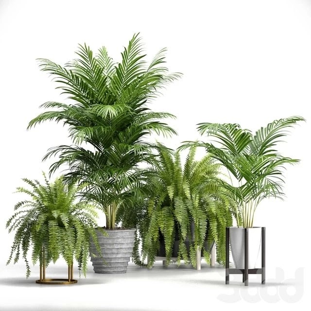 Set of plants No. 3 (Areca palm, fern)