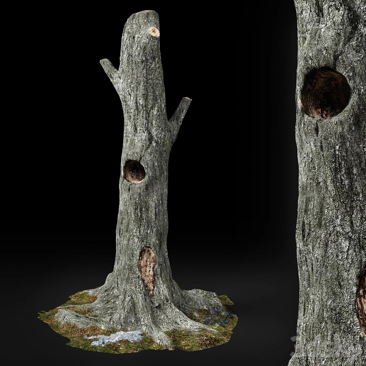 Dead tree Chestnut