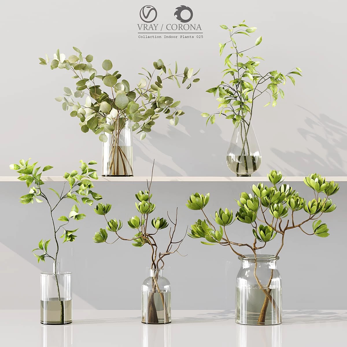 Collaction Indoor Plants 025