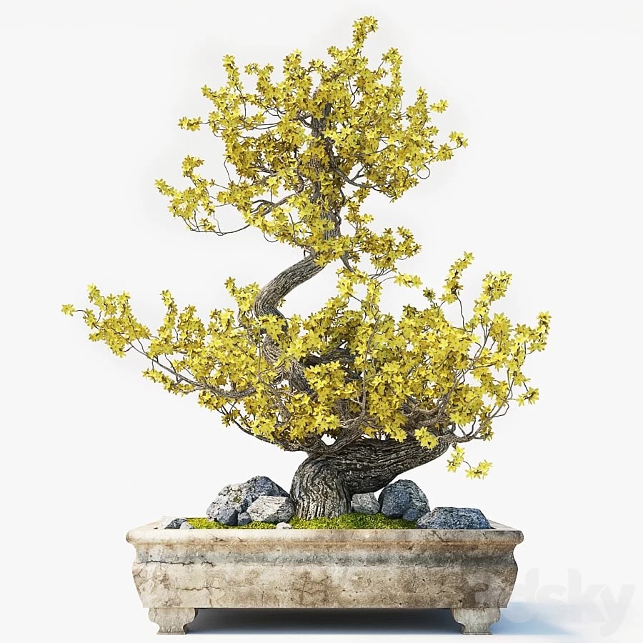 Bonsai